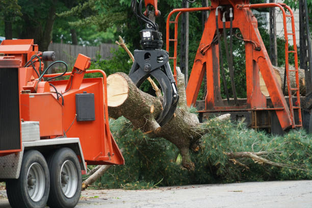 Best Tree Root Removal  in Prichard, AL